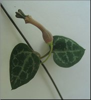 Ceropegia linearis ssp woodii 1
